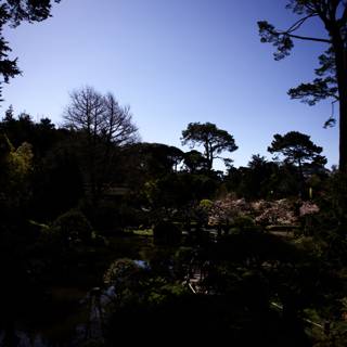 Serene Oasis at the Japanese Tea Garden