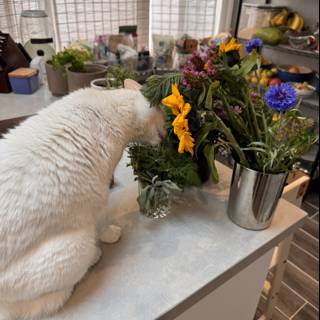 Feline Elegance Amidst Indoor Florals