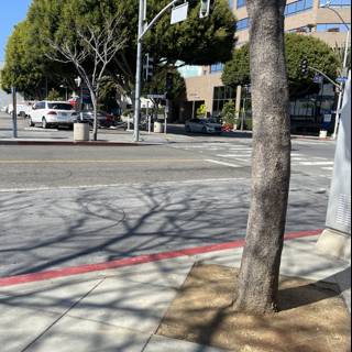Shadow Tree in an Urban Intersection