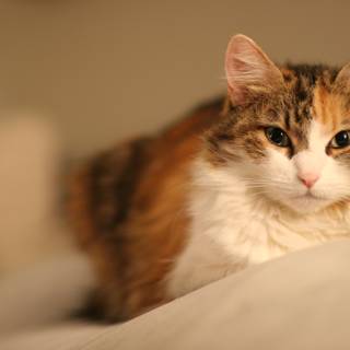 Cozy Calico on the Bed