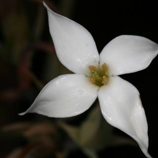 White Lily on a Dark Canvas
