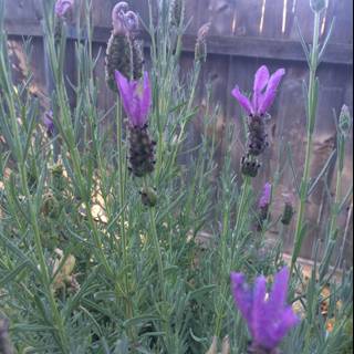 Purple Snapdragon and Lavender Garden