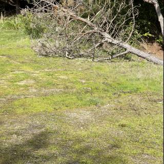 Fallen Tree in Rural California