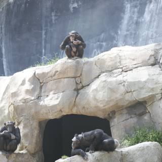 Chimps enjoying the waterfall view