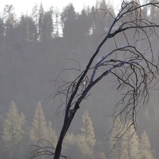 Burned Tree Silhouette Against Smoky Forest Backdrop