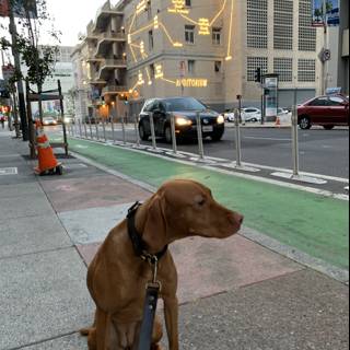 A Pooch in the City