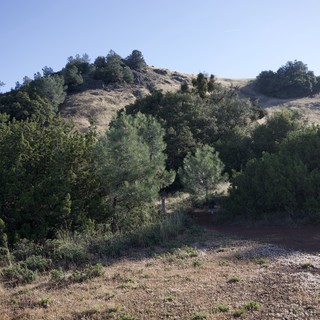 Sunlit Chaparral Hills of Mount Diablo