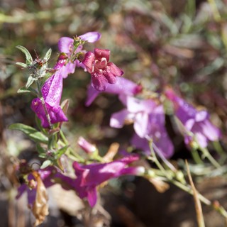 Vibrant Purple Penstemon Blooms at Mount Diablo