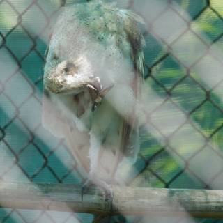 Captive Gaze: A Vulture at Honolulu Zoo