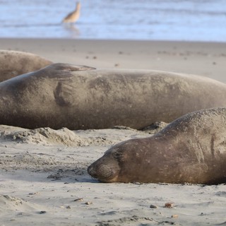 Elephant Seals Resting on Drakes Beach Sand
