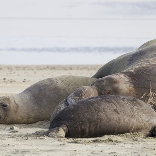 Elephant Seal Family Resting on Sandy Beach