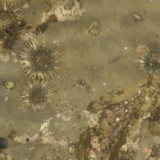 Gathering of Sea Urchins