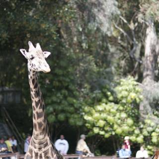 Giraffes in the Park