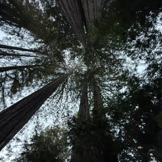 Reaching for the Sky