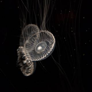 Mystical Glow of Underwater Jellyfish