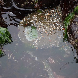 Sea Anemone in Rocky Tidepool at Low Tide