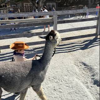 Little Wrangler's Day Out