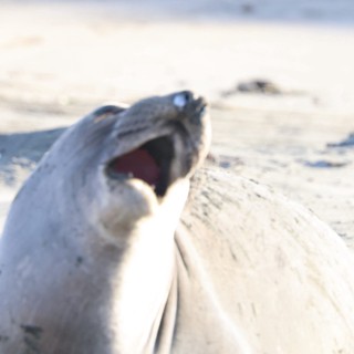 Elephant Seal Pup Vocalizing on Sandy Beach
