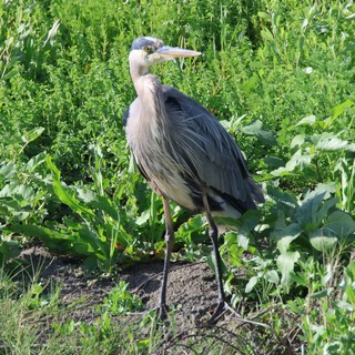 Great Blue Heron in Lush Wetland Vegetation