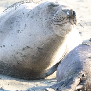Elephant Seal Resting on Sandy Beach at Drakes Beach