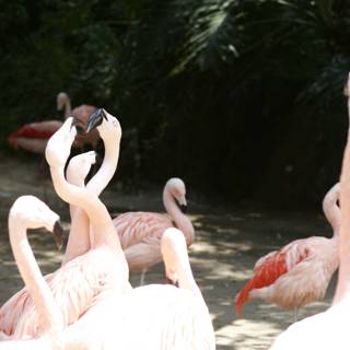 Flamingo Flock in the Field