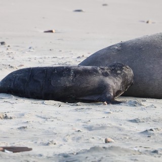 Elephant Seal Pup Resting Beside Adult on Beach