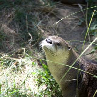 Curious Otter at Walnut Creek