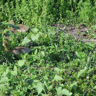River Otter Foraging Among Wetland Vegetation