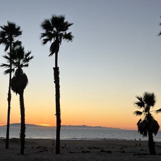 Palm Trees Silhouetted Against Dusk Over Coastal Beach