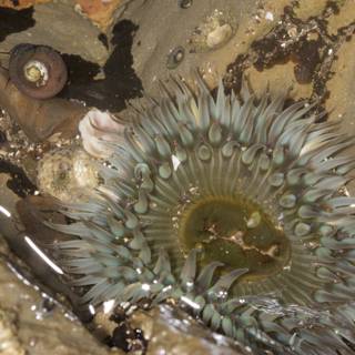 Majestic Sea Anemone