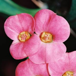 Three Geranium Flowers in Bloom