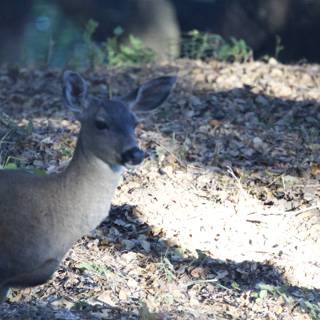 Morning Encounter in Carmel Valley