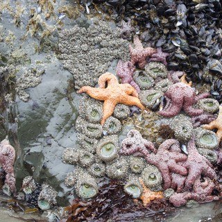 Vibrant Tide Pool Community at Schoolhouse Beach