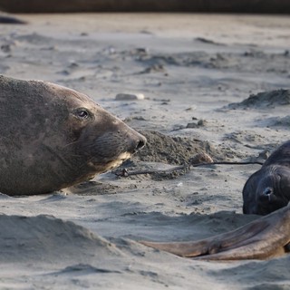 Elephant Seal Resting on Sandy Beach at Drakes Beach