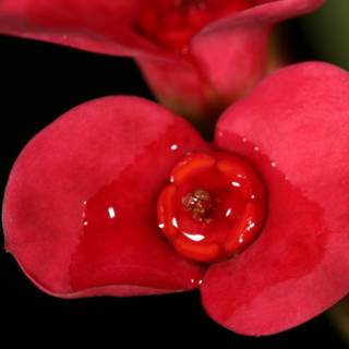 A Close-Up of a Red Begonia with Water Droplets
