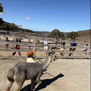 Llama Stroll in the Valley