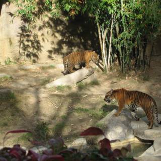 Two Tigers Roaming