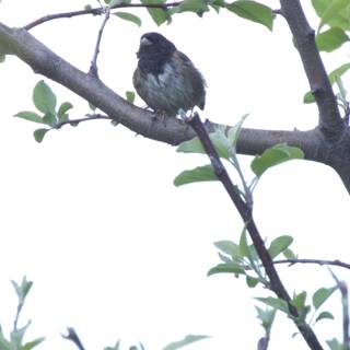 Perched Among Spring Leaves