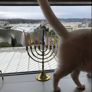 Cat admiring the Hanukkah Menorah