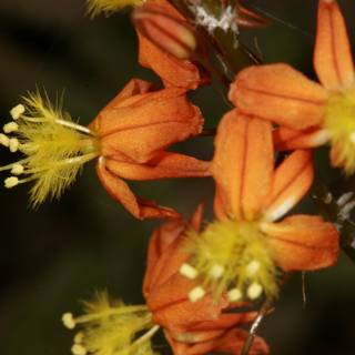 Vibrant Pollen-filled Orange Flowers