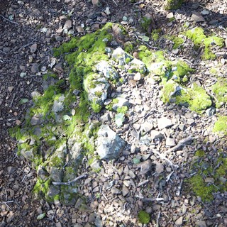 Moss-Covered Rocks Along a Rocky Forest Path
