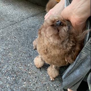 Puppy Love on the Sidewalk