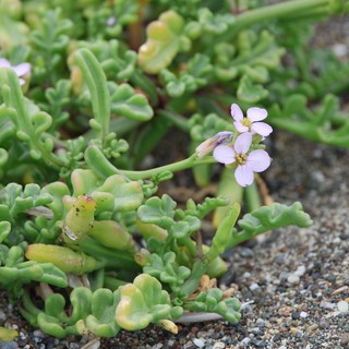 Delicate Sea Rocket Blooms on Sandy Coastal Shore