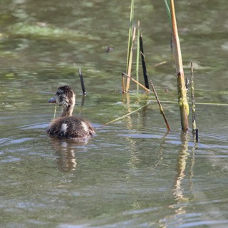 Young Ruddy Duck Swimming in Wetland Marsh