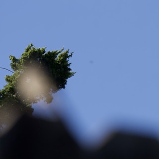Sunlit Tree Branches Against Clear Blue Sky