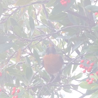 Robin Foraging Among Red Berries in Misty Garden