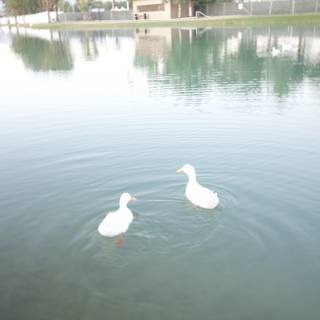 Lakeside Quack Attack