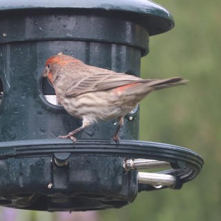House Finch Perched on Green Bird Feeder