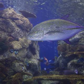 Surgeonfish in Coral Reef Aquarium