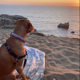 Beach Pup at Sunset